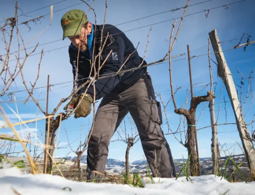 un nuovo sistema di potatura per il pinot nero.e le nostre legittime speranze.